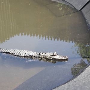 Alligator Alley- American Alligator