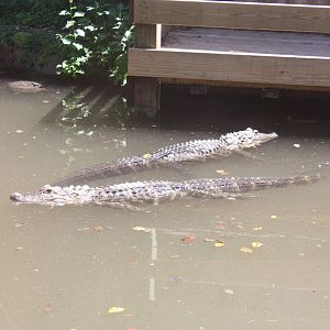 Alligator Alley- Pair of Gators