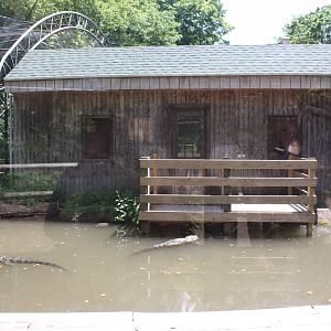 Alligator Alley- Part 2 of Alligator Exhibit