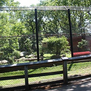 Predators- Amur Tiger Exhibit 1