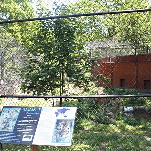 Predators- Amur Tiger Exhibit 2