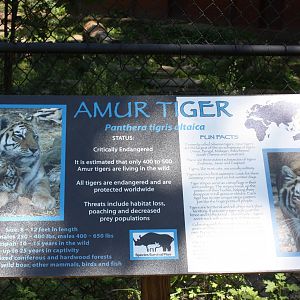 Predators- Amur Tiger Signage
