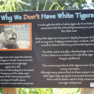 Predators- Sign About White Tigers