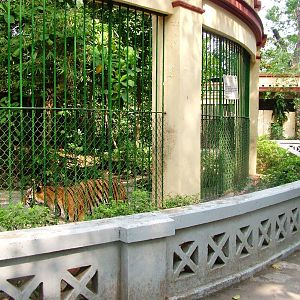 Indochinese Tiger Exhibit at Saigon Zoo, 16/03/12