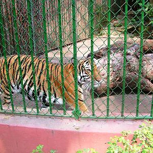 Indochinese Tiger at Saigon Zoo, 16/03/12
