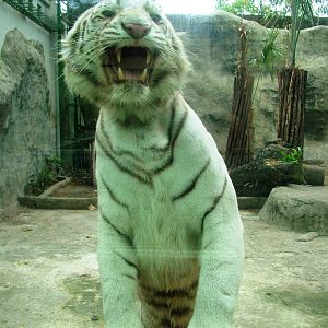 White Tiger at Saigon Zoo, 16/03/12