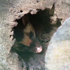 Burmese Ferret-Badger at Saigon Zoo, 16/03/12
