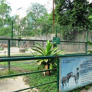 Zebra and Antelope Paddock at Saigon Zoo, 16/03/12