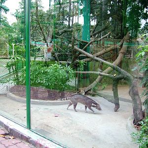 Civet Enclosure at Saigon Zoo, 16/03/12