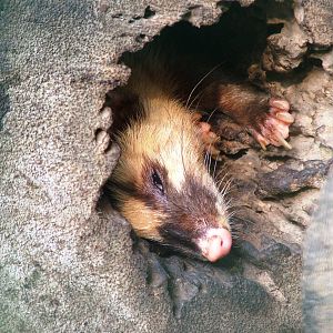 Burmese Ferret-Badger at Saigon Zoo, 16/03/12