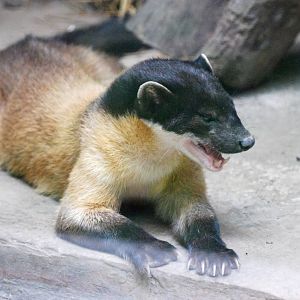 Yellow-throated Marten at Saigon Zoo, 16/03/12