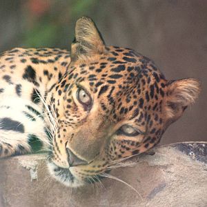 Indochinese Leopard at Saigon Zoo, 16/03/12
