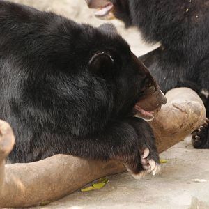 Asian Black Bear at Saigon Zoo, 16/03/12