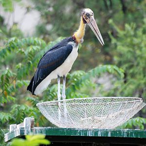 Lesser Adjutant at Saigon Zoo, 16/03/12