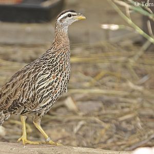 Double-spurred Francolin.