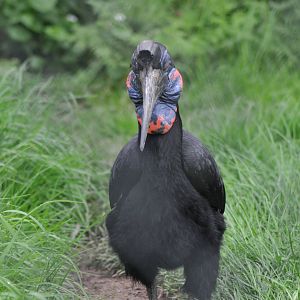 Abyssinian Ground Hornbill