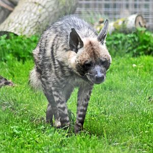 Arabian Striped Hyena