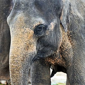 Asian Elephant