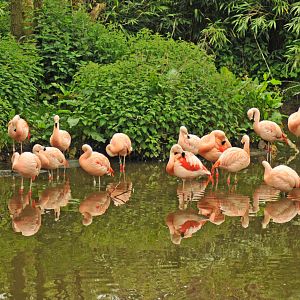 Chilean Flamingo