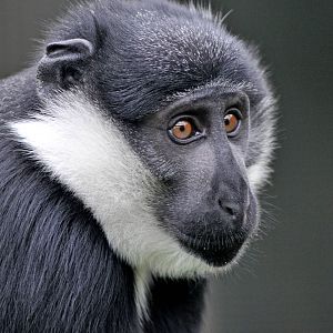L'hoest's Guenon
