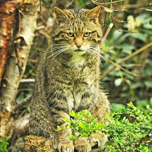 Scottish Wildcat