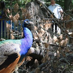 New England Farmyard- Indian Peafowl