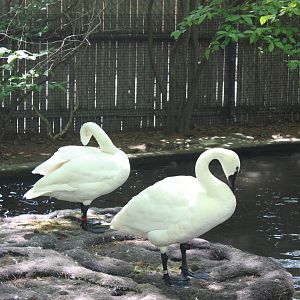 New England Farmyard- Whistling Swans