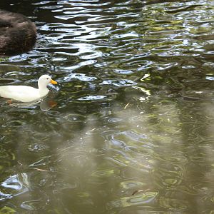 New England Farmyard- Call Duck