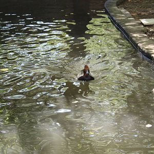 New England Farmyard- Redhead