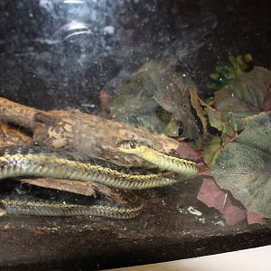 New England Farmyard- Common Garter Snake