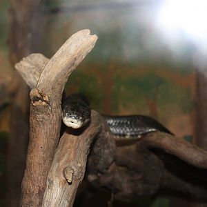 New England Farmyard: Black Rat Snake