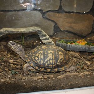 New England Farmyard- Eastern Box Turtle