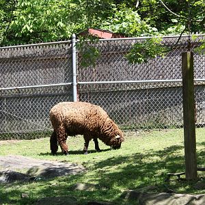 New England Farmyard- Cotswold Sheep