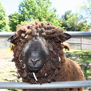 New England Farmyard- Oh Hello Mr. Sheep