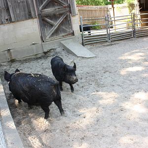 New England Farmyard- Guinea Hogs
