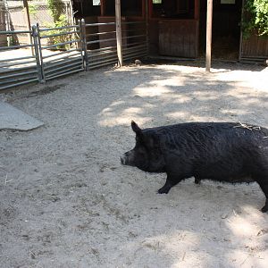 New England Farmyard- Guinea Hog