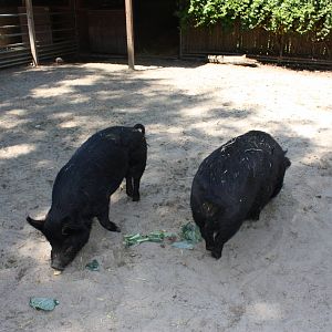 New England Farmyard- Don't Be Such a Pig!