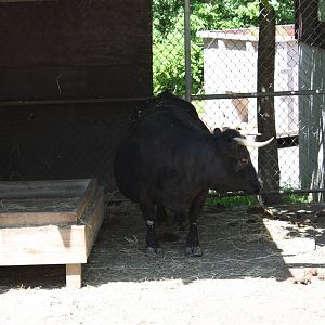 New England Farmyard- Dexter Cattle