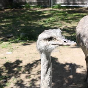 New England Farmyard- Greater Rheas