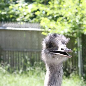 New England Farmyard- Greater Rhea