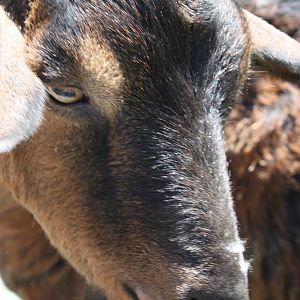 New England Farmyard- San Clemente Goat