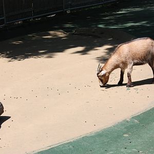 New England Farmyard- New Goat