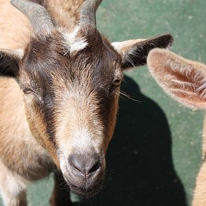 New England Farmyard- New Nigerian Dwarf Goat