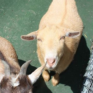 New England Farmyard- New Nigerian Dwarf Goat 2
