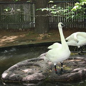 New England Farmyard- Whistling Swans