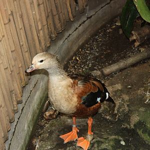 NWTB- Orinoco Goose