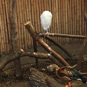 NWTB- Cattle Egret and Orinoco Goose