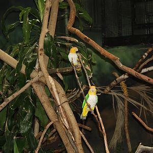 NWTB- White-Bellied Caiques