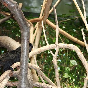 NWTB- Goeldi's Monkey
