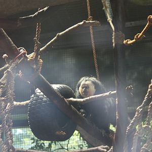 NWTB- White-Faced Saki Monkey